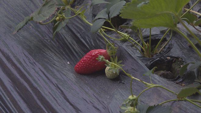 科技引領(lǐng)新生活，重慶雙福蔬菜價(jià)格行情實(shí)時掌握，蔬菜市場動態(tài)盡在眼前