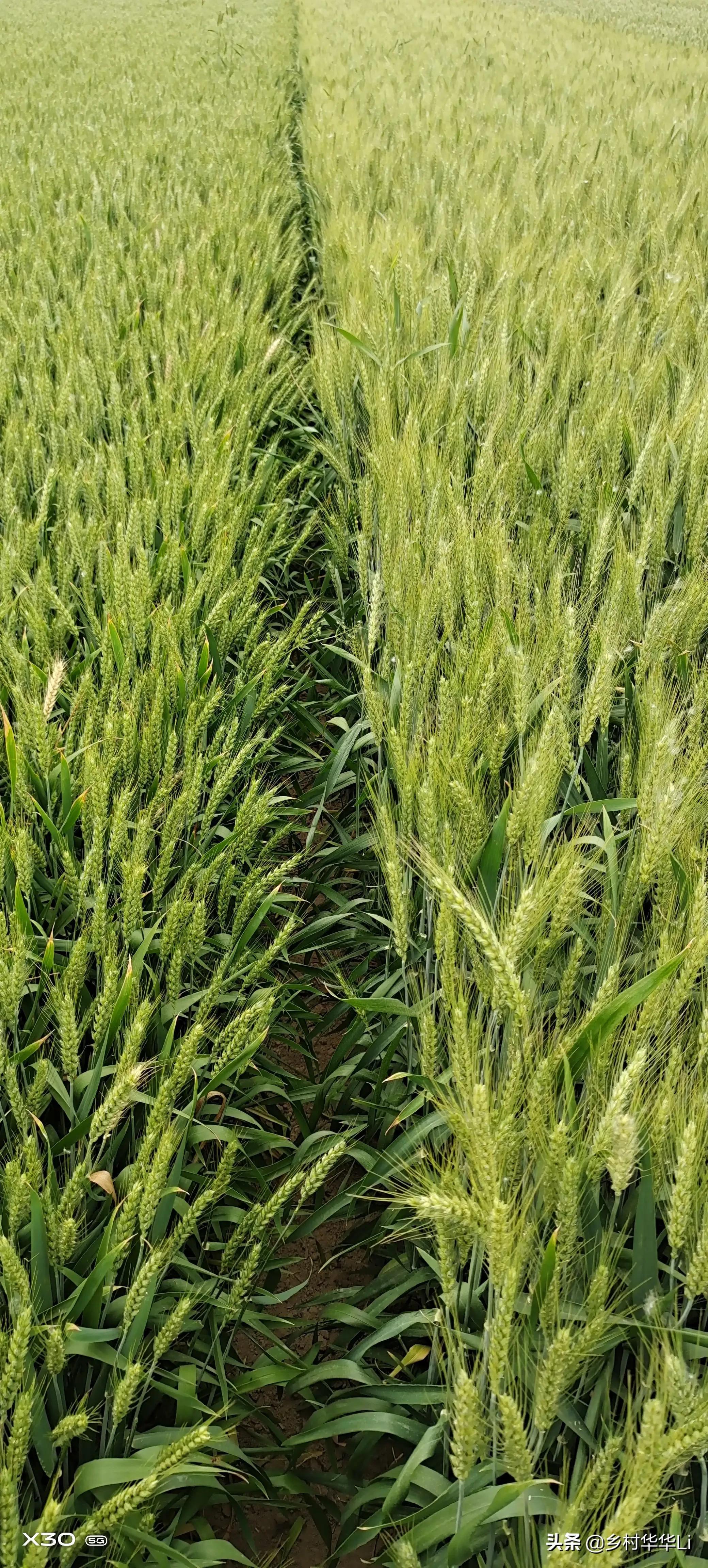 小麥?zhǔn)召弮r格深度解析，市場走勢、影響因素與預(yù)測分析