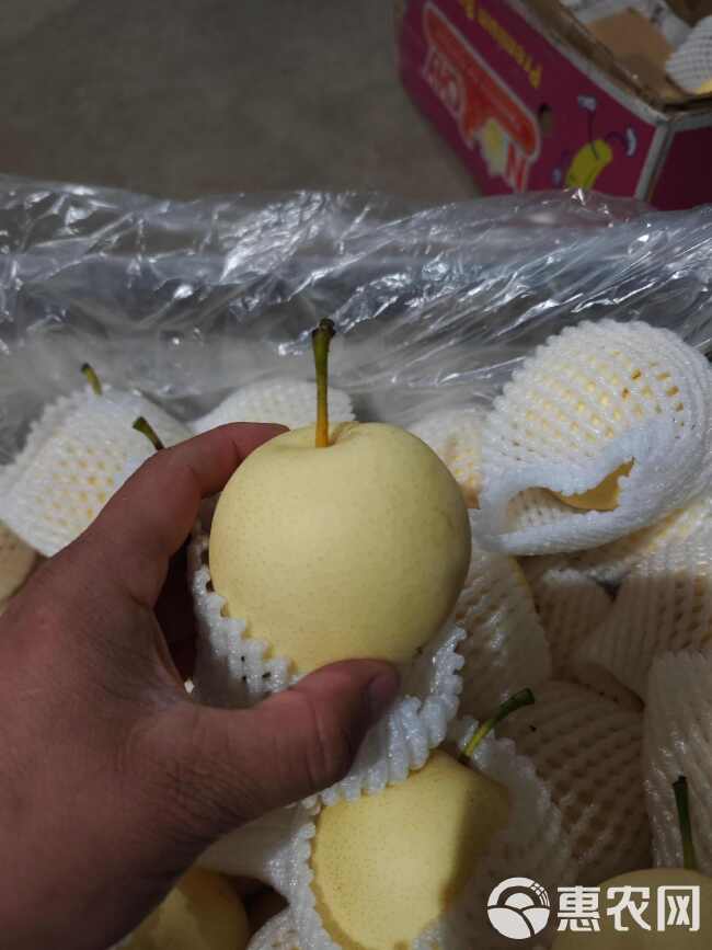 河北皇冠梨最新報(bào)價(jià)及品質(zhì)佳果價(jià)格走勢(shì)分析