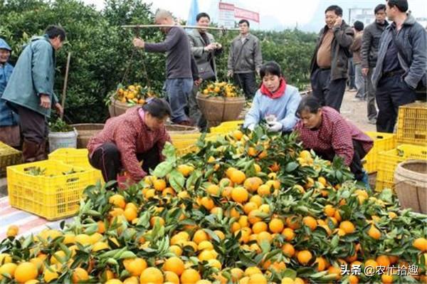 科技賦能下的夏橙新紀(jì)元行情分析