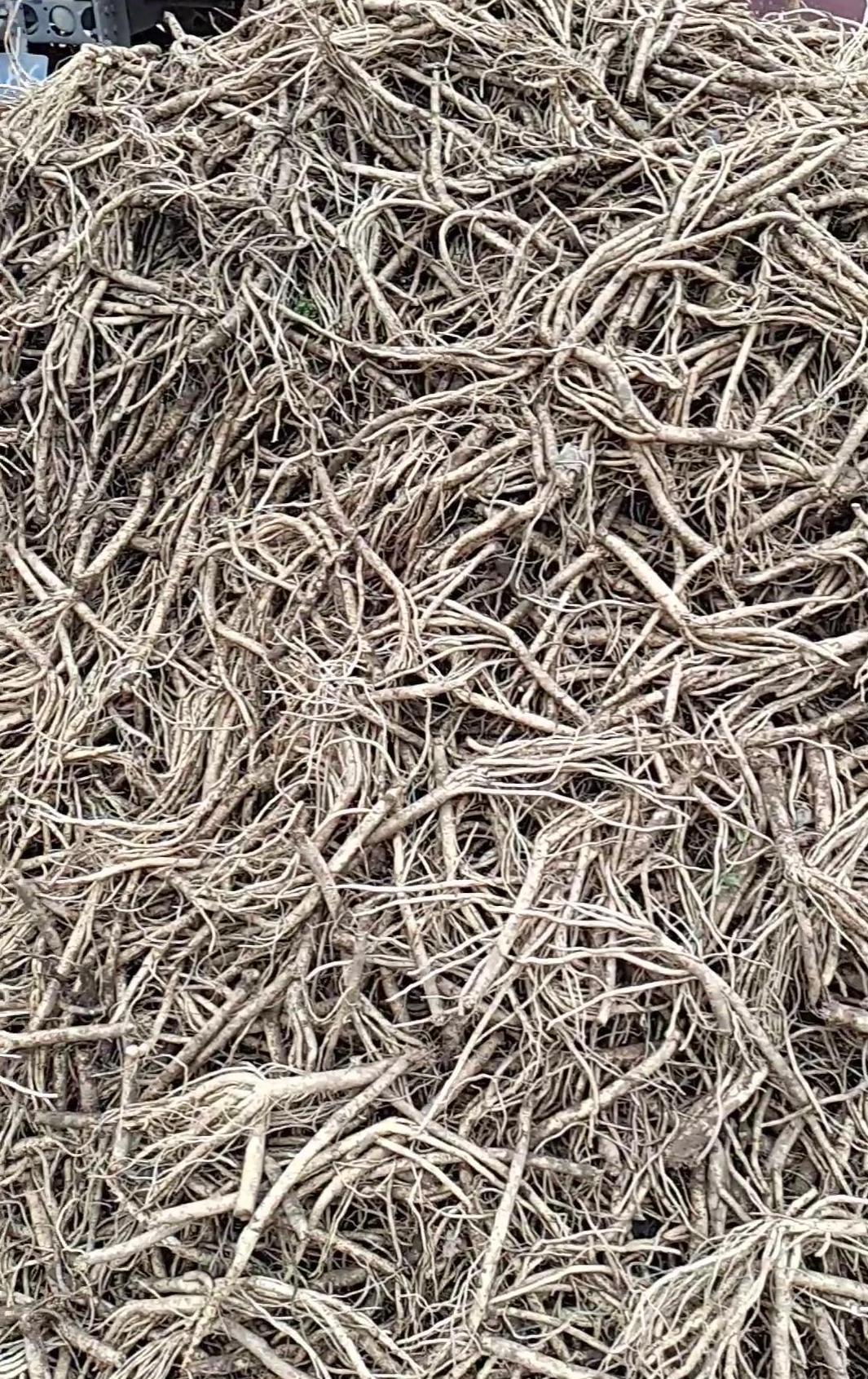 當參價格行情解析與預(yù)測