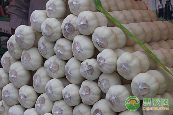 平度大蒜最新行情，自然美景之旅，探尋內(nèi)心寧靜與平和的旅程