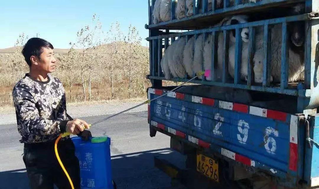 最新非洲豬瘟動態(tài)與小巷深處的獨特風(fēng)味探索