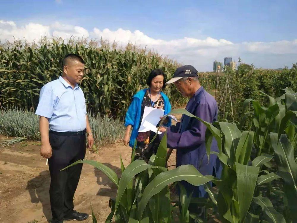 最新非洲豬瘟動態(tài)與小巷深處的獨特風(fēng)味探索