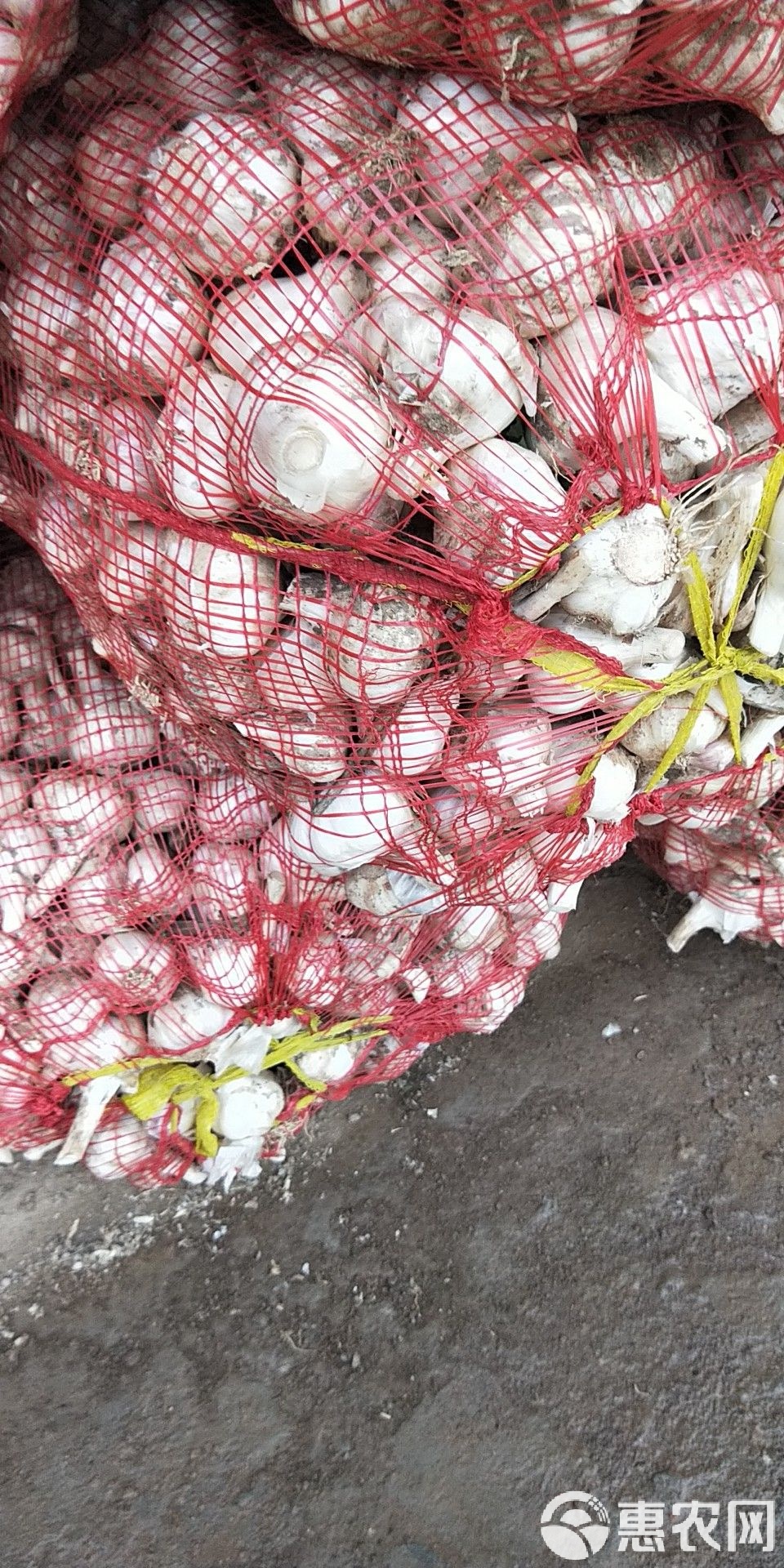 射陽大蒜最新價格行情及市場趨勢深度解析