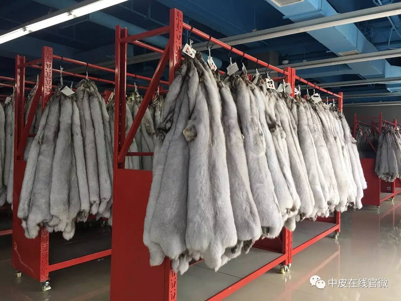 水貂皮價格實時走勢及分析概覽