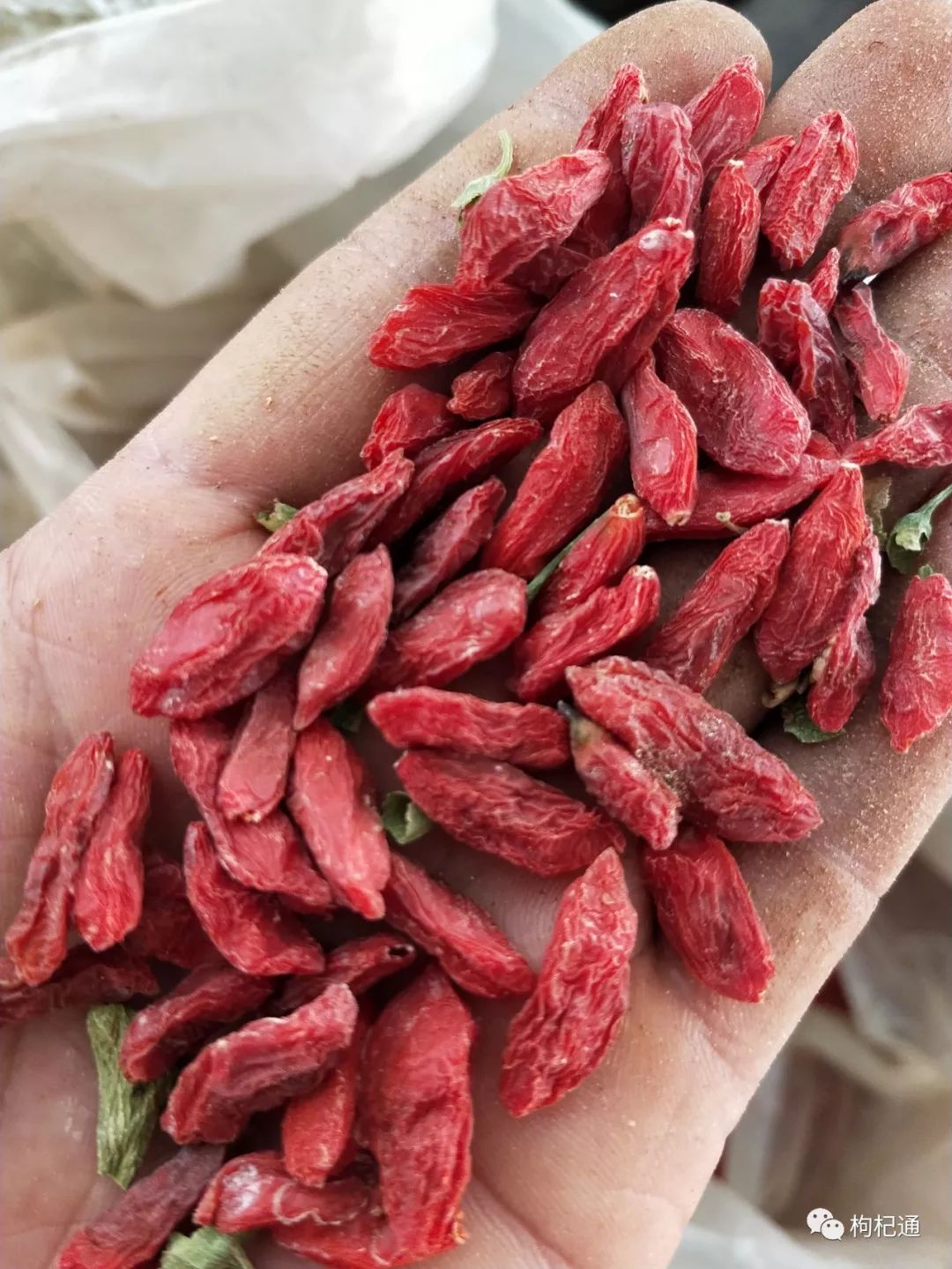 枸杞最新行情與家的溫馨故事揭秘