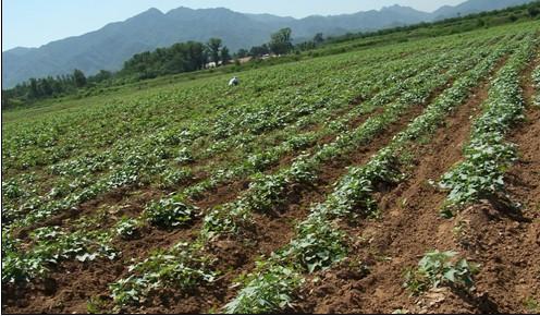 農(nóng)用硫酸鉀最新價格，一場友情與陪伴的溫馨物語