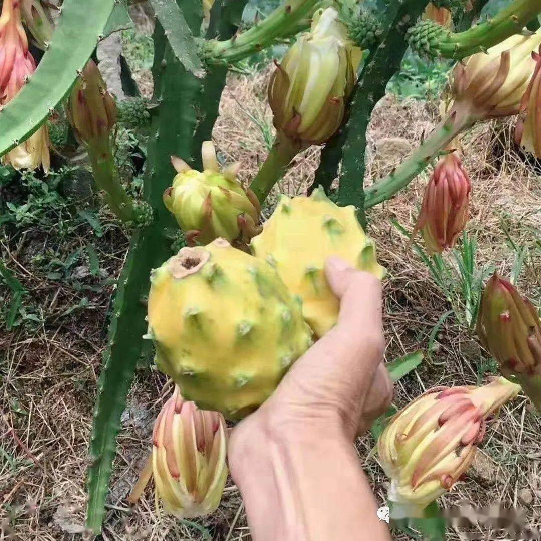 臺灣火龍果最新品種,臺灣火龍果最新品種，一場自然美景的探索之旅