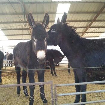 最新驢舍揭秘，探索現(xiàn)代化驢舍的秘密???