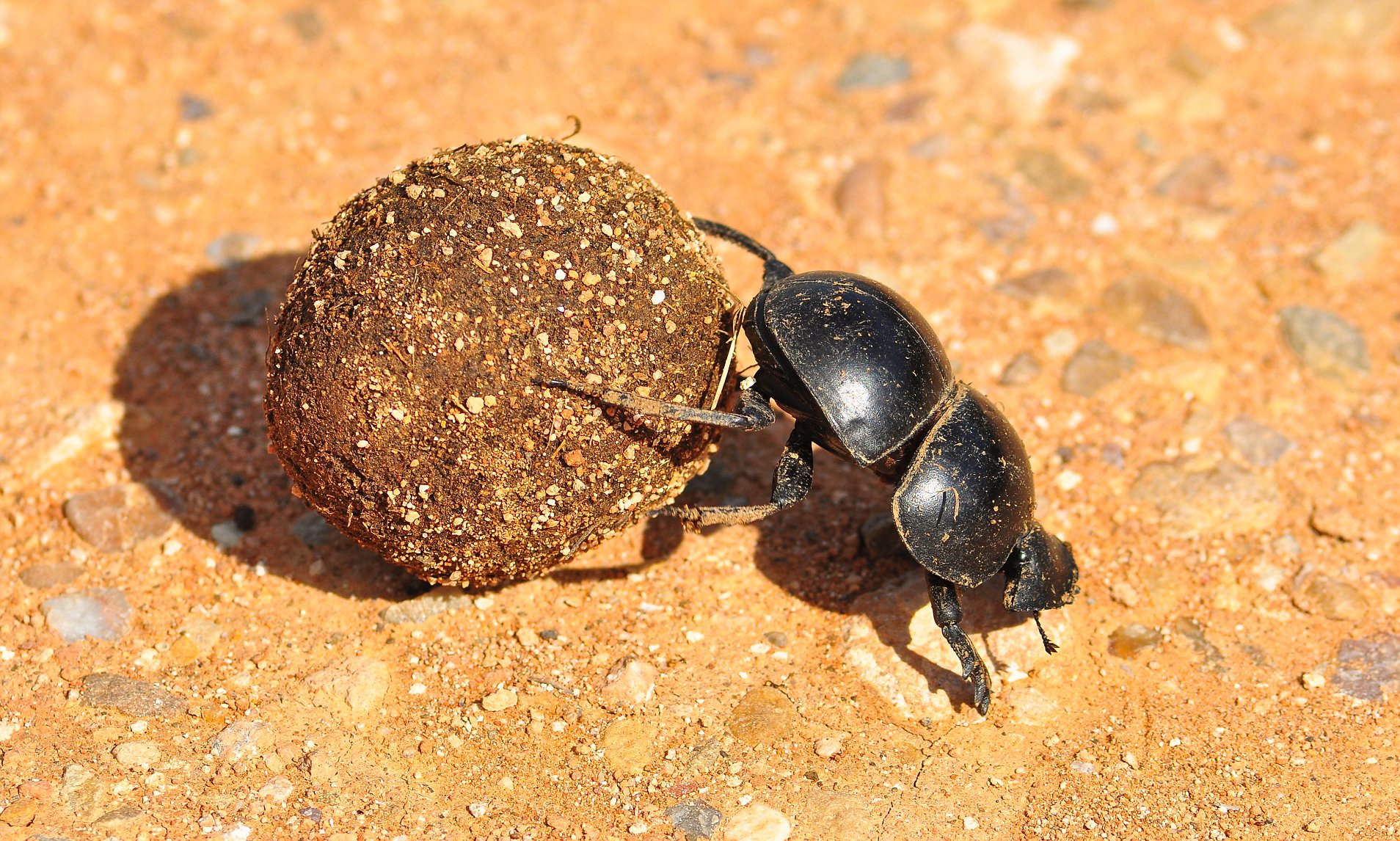 探索自然界新奇跡，最新蟲種揭秘