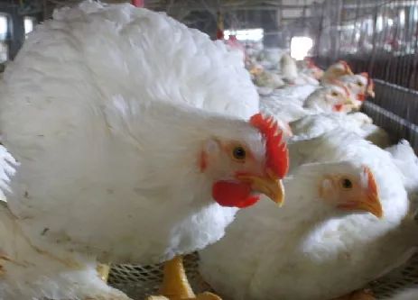 肉毛雞價(jià)格最新行情分析與趨勢(shì)預(yù)測(cè)