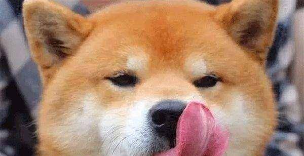 女人愛(ài)狗狗舔私處背后的情感之旅，一場(chǎng)尋找內(nèi)心平靜的探險(xiǎn)之旅